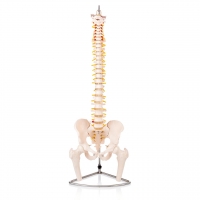 MYASKRO - Human Spine Model (Life-Size) With Femur Heads & Pelvis
