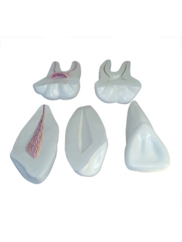 Human Teeth Expansion Model - MYASKRO