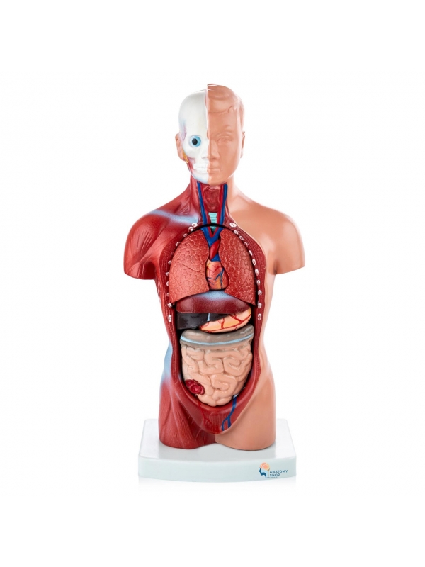 Human Torso Anatomy Model (15 Parts) , 26cm Tall - MYASKRO