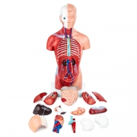 Human Torso Anatomy Model (15 Parts) , 26cm Tall - MYASKRO