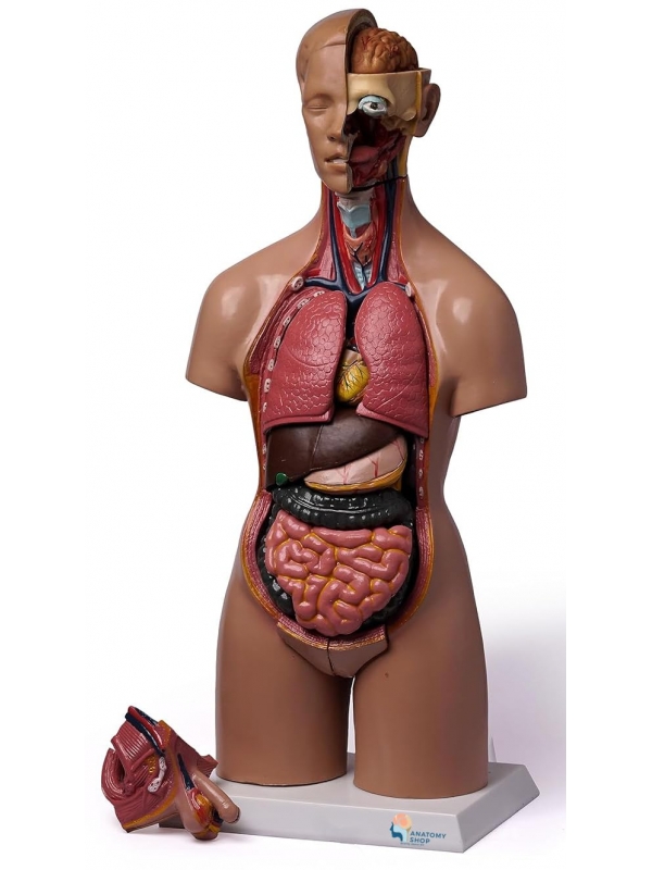 Myaskro Human Torso Anatomical Model With 20 Removable Parts (Unisex) 55cm Tall
