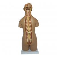Myaskro Human Torso Anatomical Model With 20 Removable Parts (Unisex) 55cm Tall