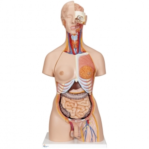 Human Torso Models