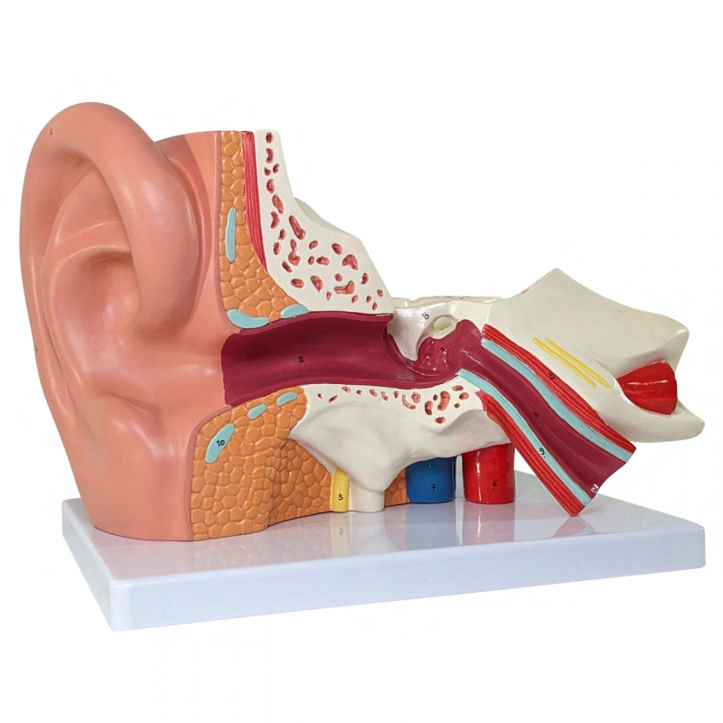 Ear Model (Enlarged Size) - MYASKRO