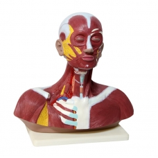 Human Head & Neck with Muscles Anatomical Model (Premium Quality) - Myaskro
