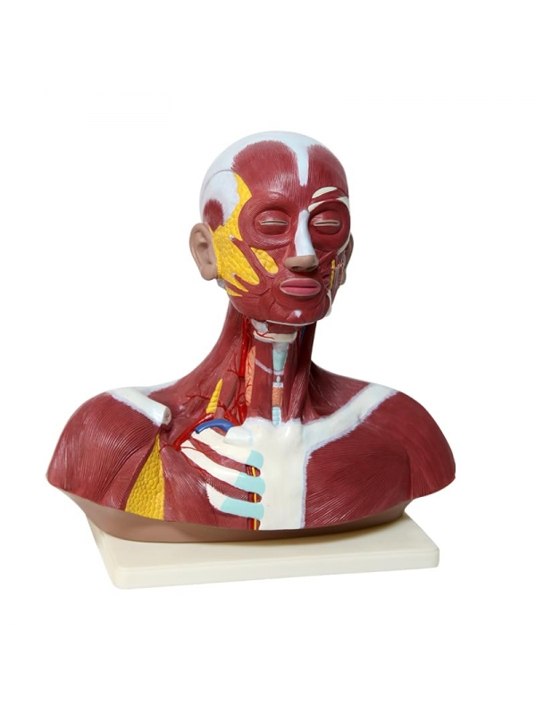 Human Head & Neck with Muscles Anatomical Model (Premium Quality) - Myaskro