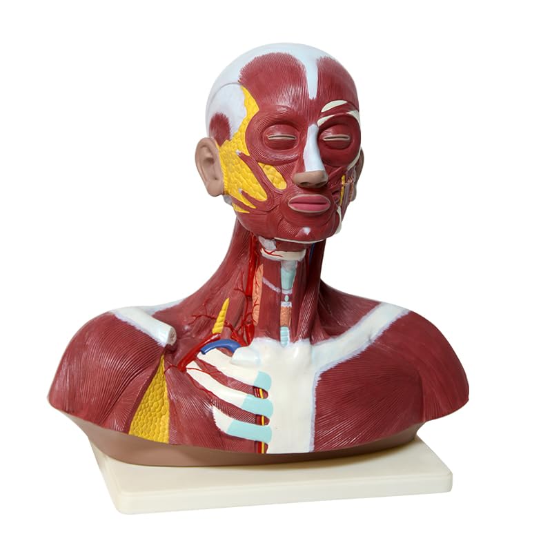Human Head & Neck with Muscles Anatomical Model (Premium Quality) - Myaskro