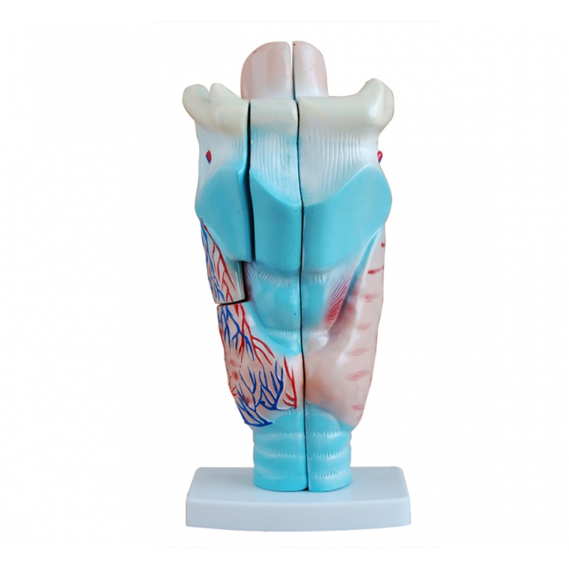 Human Larynx Anatomical Model (Enlarged) Premium Quality - MYASKRO