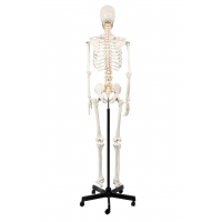 Human Skeleton Model (Articulated) 5.8 Feet Tall 96% Anatomical Accuracy Premium Quality | MYASKRO
