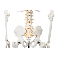 Human Skeleton Model (Articulated) 5.8 Feet Tall 96% Anatomical Accuracy Premium Quality | MYASKRO