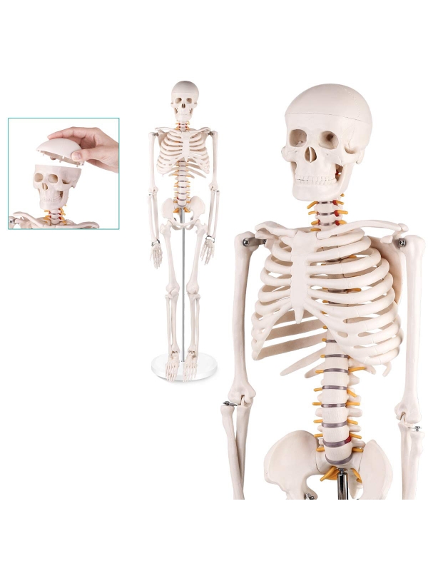 Human Skeleton Model (85cm Tall) Premium Quality With Sturdy Stand