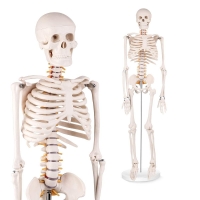Human Skeleton Model (85cm Tall) Premium Quality With Sturdy Stand