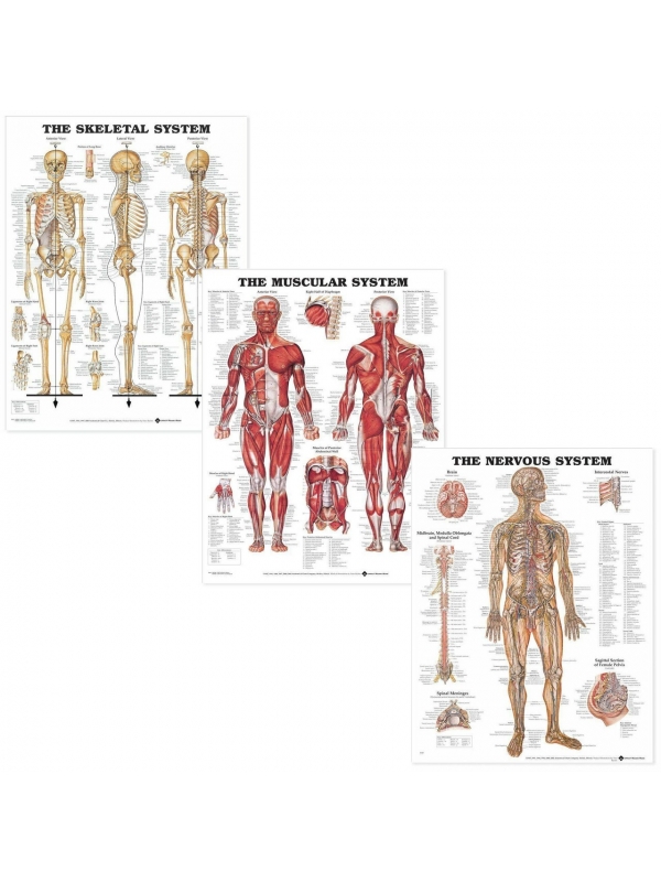 Myaskro Introductory Anatomy Chart Collection (3 Charts)
