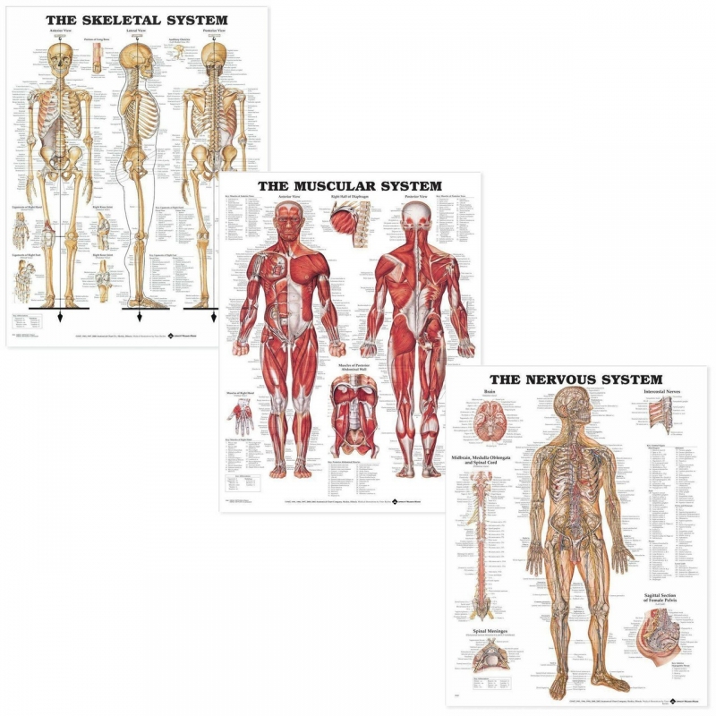 Myaskro Introductory Anatomy Chart Collection (3 Charts)