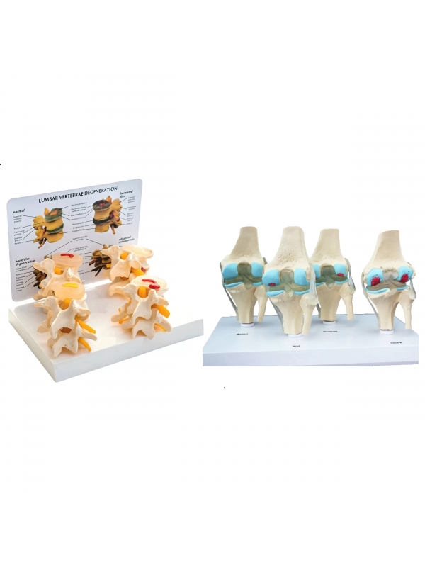 Joint Anatomy & Pathology Bundle - Myaskro