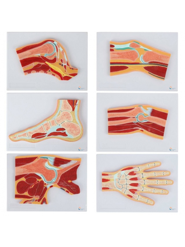 Myaskro Joint Cross-Section Anatomy Model Bundle