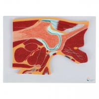 Myaskro Joint Cross-Section Anatomy Model Bundle