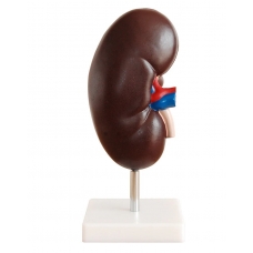 Kidney Model (2 Times Life Size, 2 Part) | Myaskro