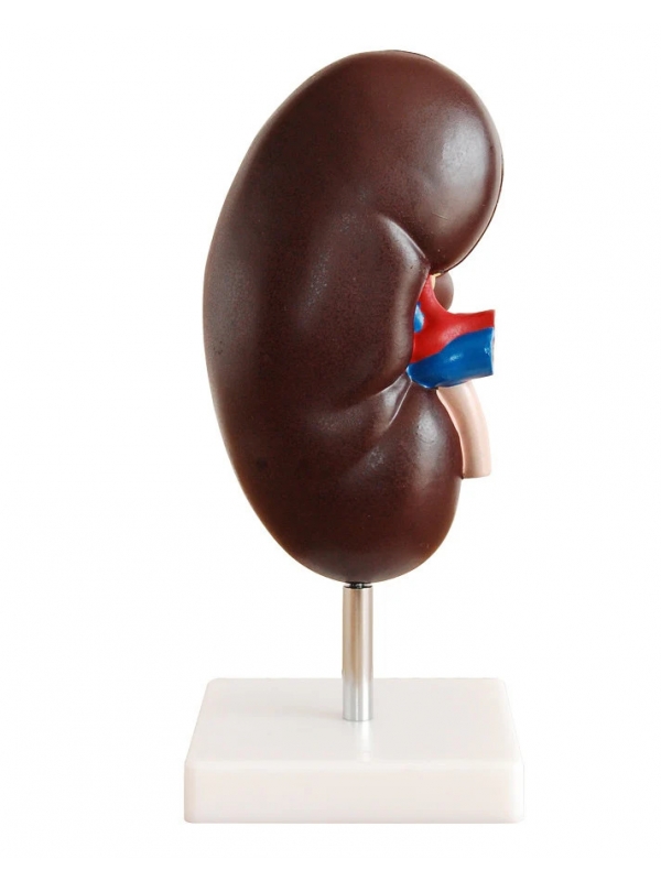 Kidney Model (2 Times Life Size, 2 Part) | Myaskro