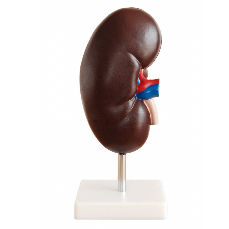 Kidney Model (2 Times Life Size, 2 Part) | Myaskro