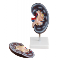 Kidney Model (2 Times Life Size, 2 Part) | Myaskro