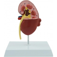 Human Kidney Model