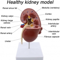 Human Kidney Model