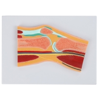 Functional Knee Joint & Cross-Section Anatomy Model Bundle – Myaskro