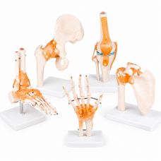 Complete Joint Anatomy Bundle Complete Joint Anatomy Bundle