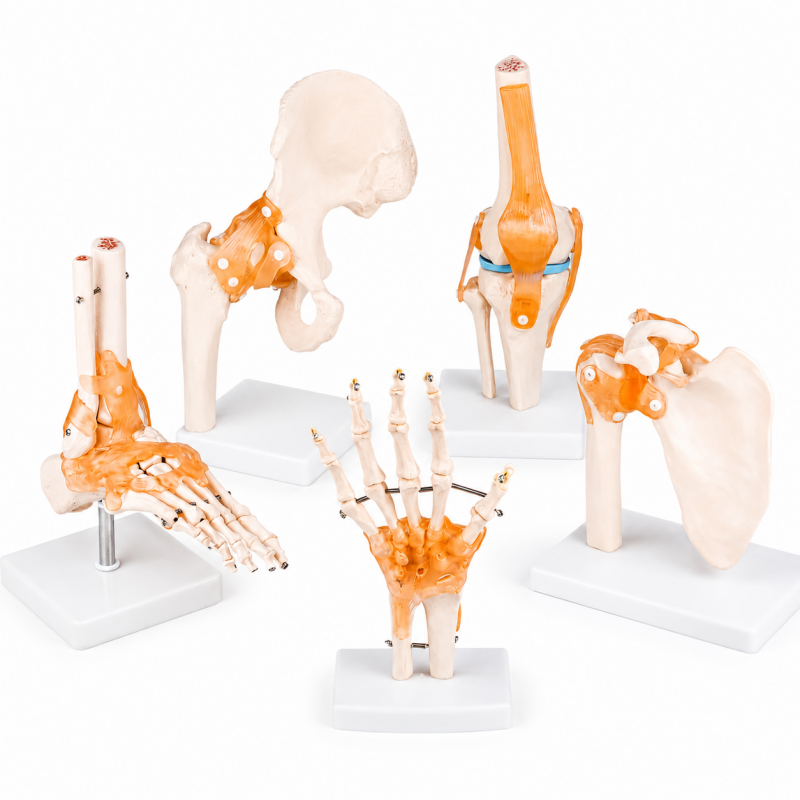 Anatomical Joint Model Set of 5 – Knee, Shoulder, Hip, Foot & Hand | Medical-Grade Teaching Models