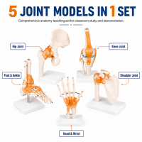 Anatomical Joint Model Set of 5 – Knee, Shoulder, Hip, Foot & Hand | Medical-Grade Teaching Models
