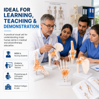 Anatomical Joint Model Set of 5 – Knee, Shoulder, Hip, Foot & Hand | Medical-Grade Teaching Models