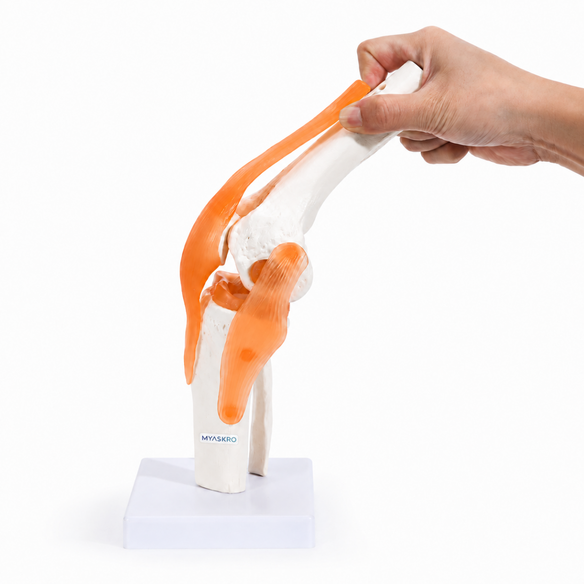 Knee Joint Model With Flexible Ligaments