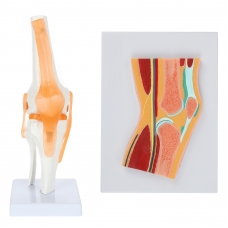 Functional Knee Joint & Cross-Section Anatomy Model Bundle – Myaskro