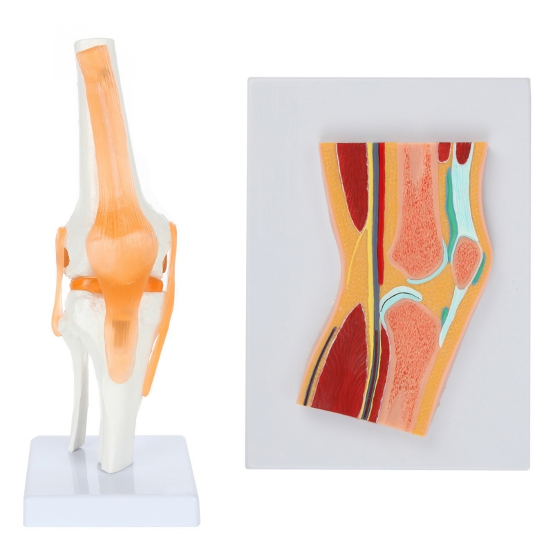 Functional Knee Joint & Cross-Section Anatomy Model Bundle – Myaskro