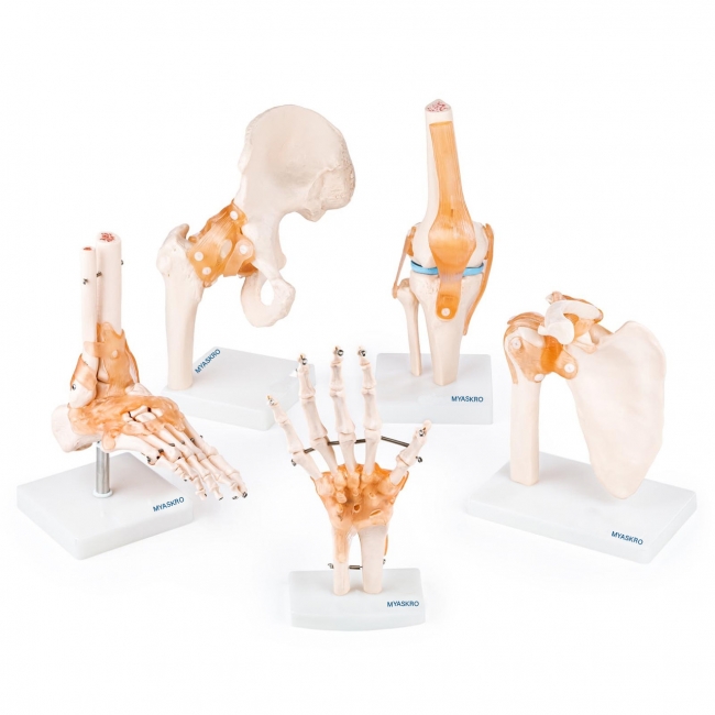Anatomical Joint Model Set of 5 – Knee, Shoulder, Hip, Foot & Hand | Medical-Grade Teaching Models