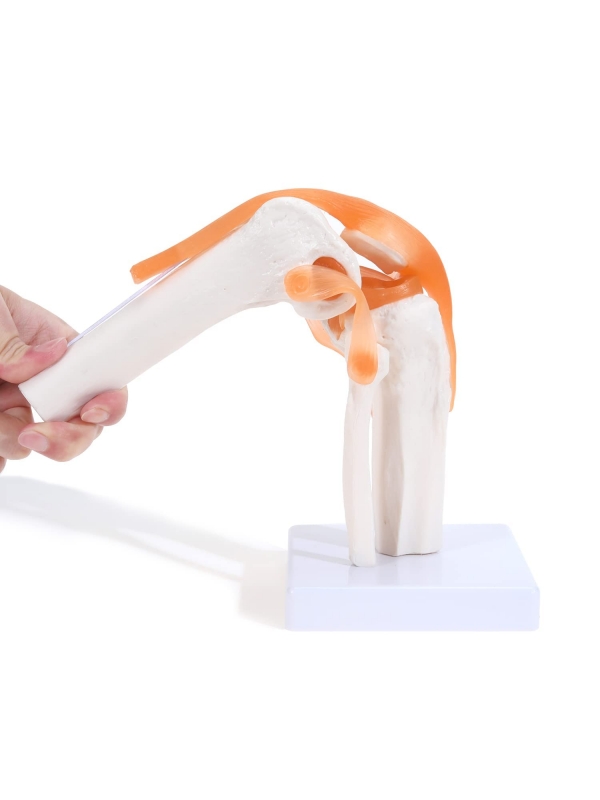 Knee Joint Model With Flexible Ligaments