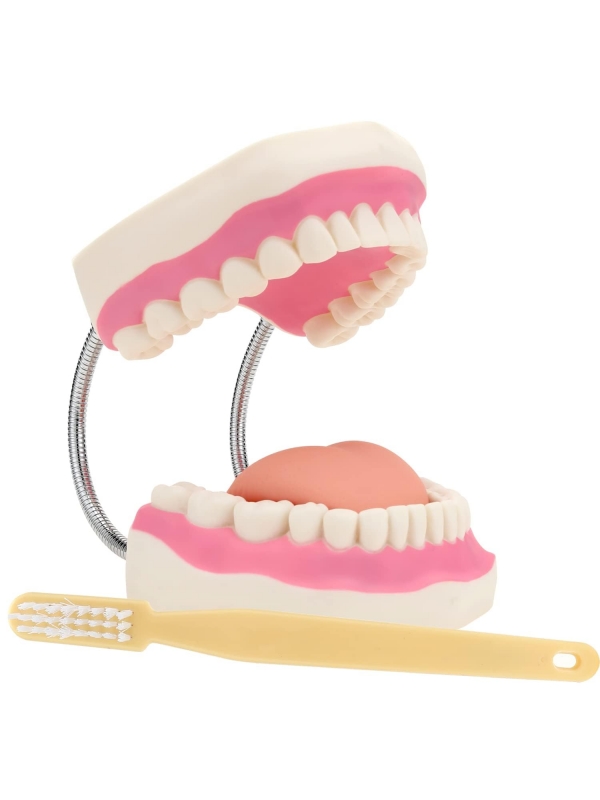 Giant Dental Model With Soft Tongue And Tooth Brush