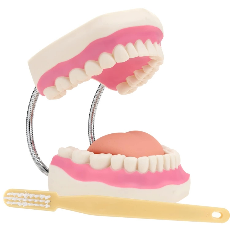Giant Dental Model With Soft Tongue And Tooth Brush