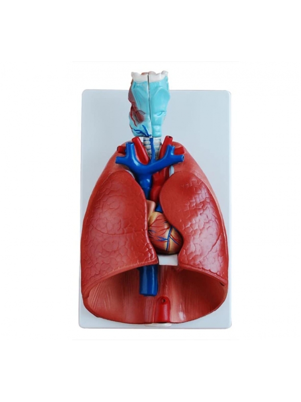 Larynx, Heart And Lungs Model - MYASKRO