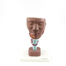 Larynx with Head Anatomical Model | Deluxe Model | Myaskro