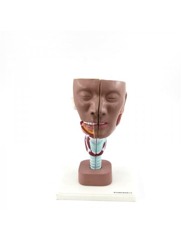 Larynx with Head Anatomical Model | Deluxe Model | Myaskro