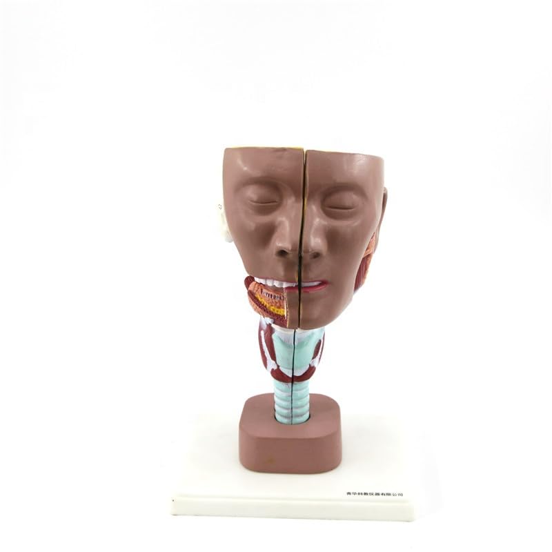 Larynx with Head Anatomical Model | Deluxe Model | Myaskro