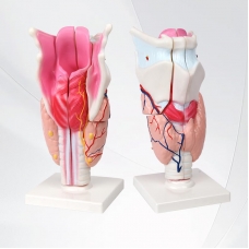 Larynx Model (5 Removable Parts) Giant Sized - Myaskro