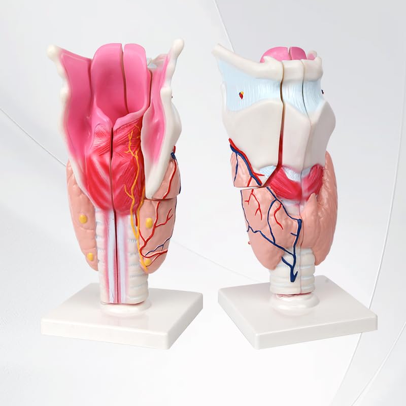 Larynx Model (5 Removable Parts) Giant Sized - Myaskro