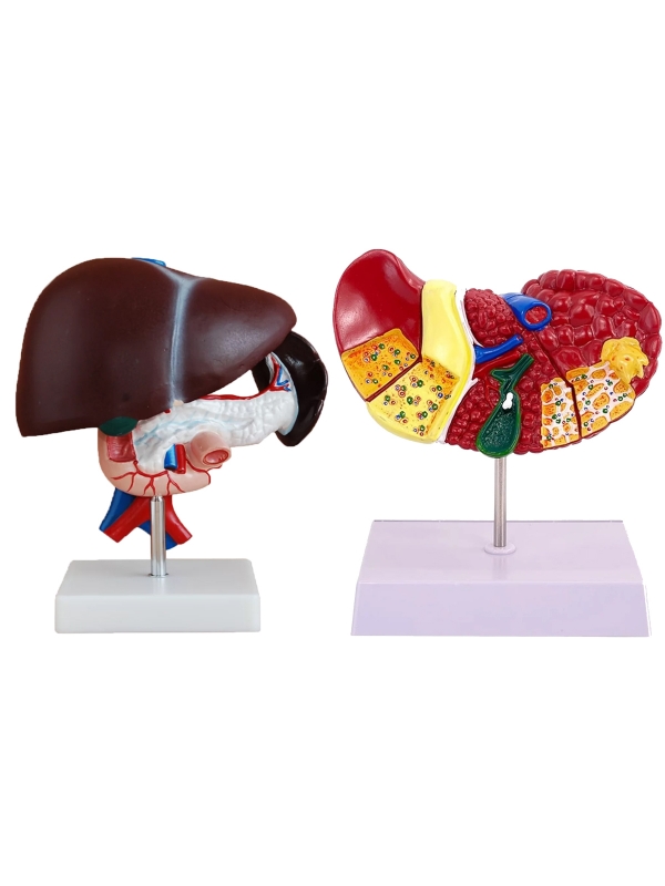 Liver Anatomy & Pathology Bundle - Myaskro