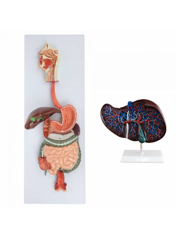Liver Anatomy Model Bundle | MYASKRO
