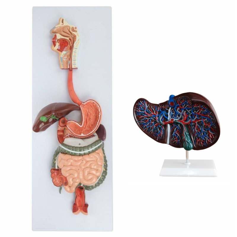 Liver Anatomy Model Bundle | MYASKRO
