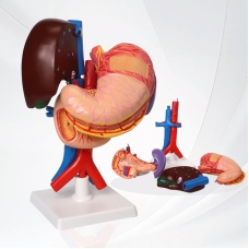 Life-Size Stomach, Liver, Pancreas, Duodenum & Spleen Model - Myaskro