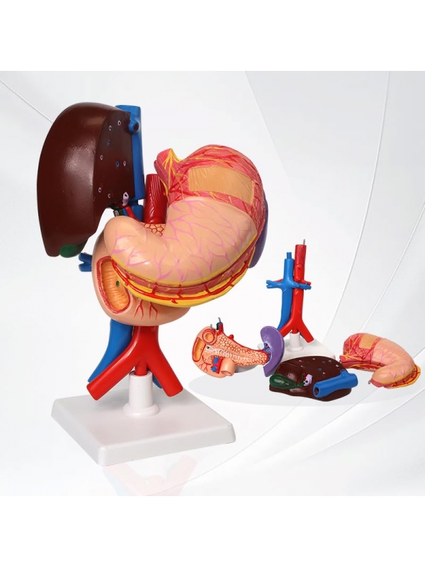 Life-Size Stomach, Liver, Pancreas, Duodenum & Spleen Model - Myaskro